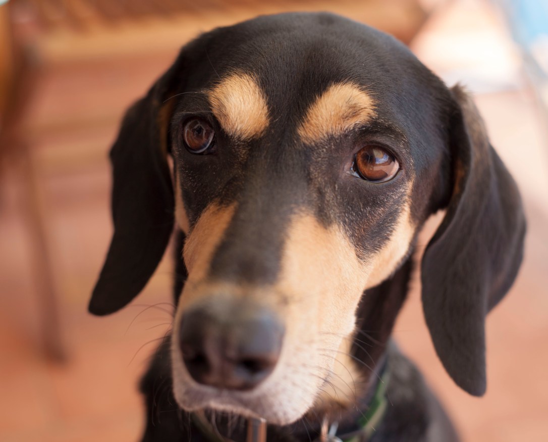eva ritratto primo piano