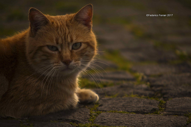 25163929958_db75bf67a9_z