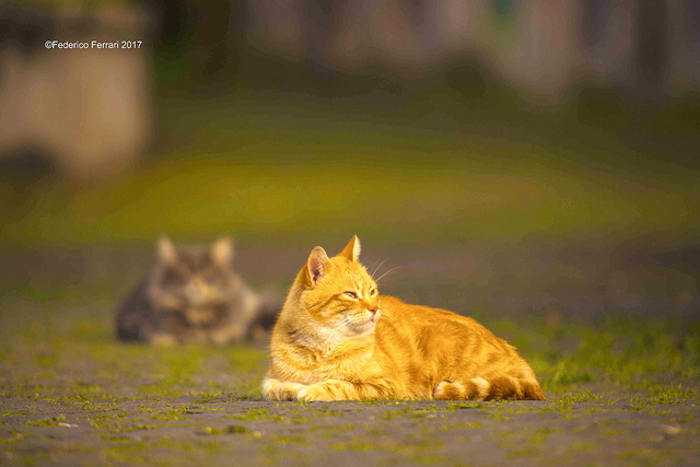 38794608412_c5b5a59c89_z